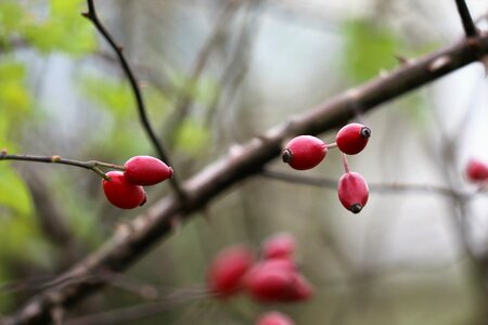 Red bush plant