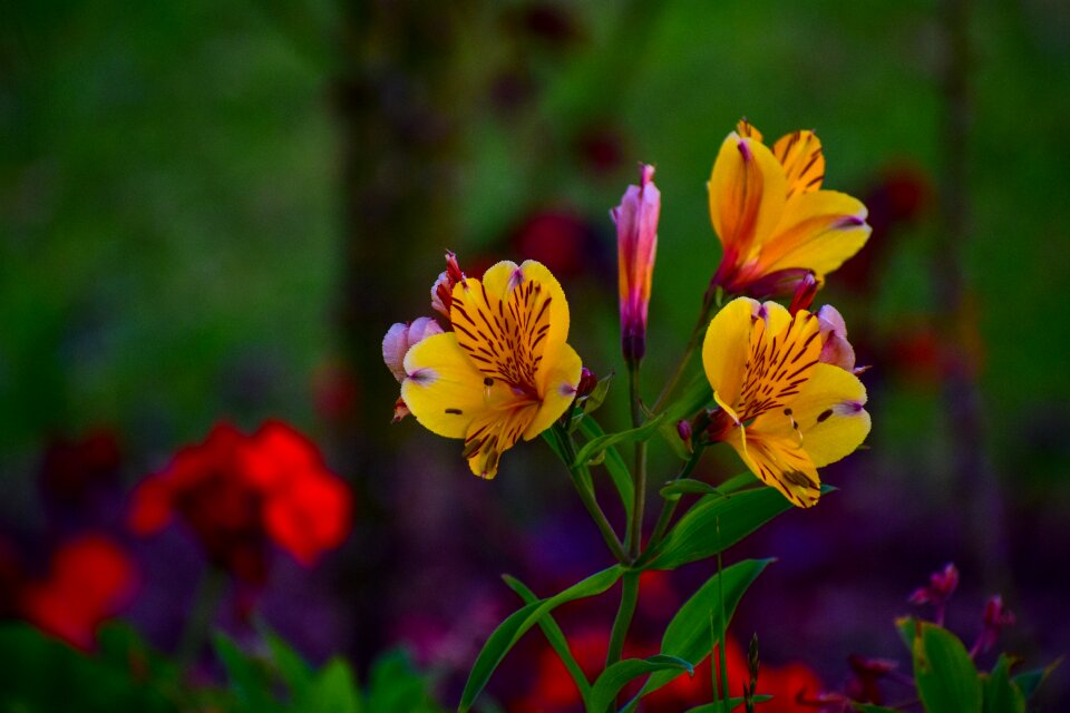 Bella nature spring
