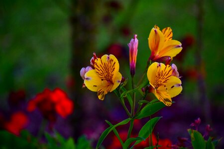 Bella nature spring