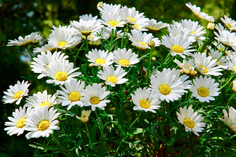 Flowers garden summer