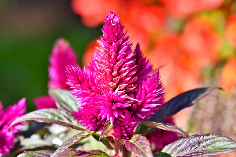 Blossom bloom flower