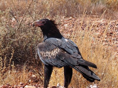 Adler australia bird of prey