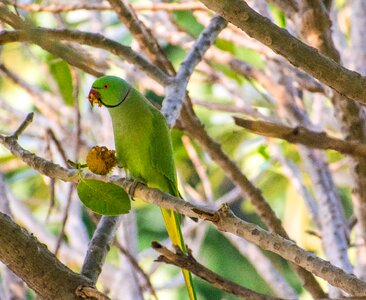 Parrot bird tree photo