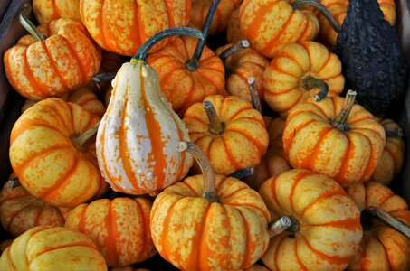 Seasonal decoration food