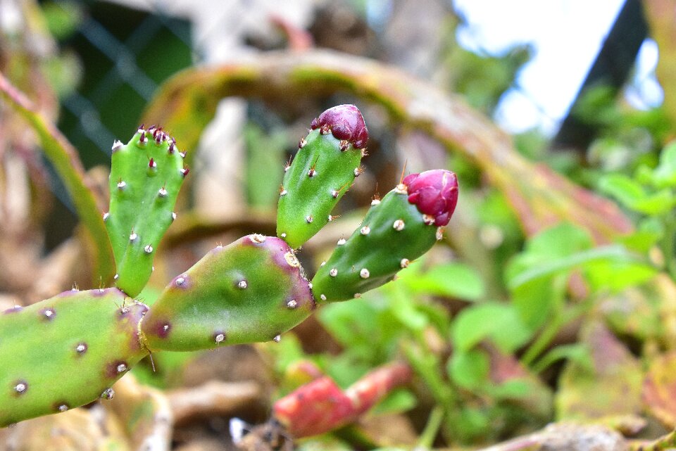 Thorns green cactus flowers