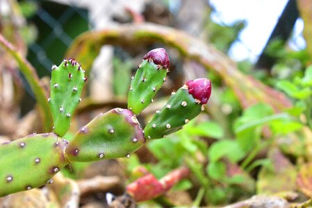 Thorns green cactus flowers photo