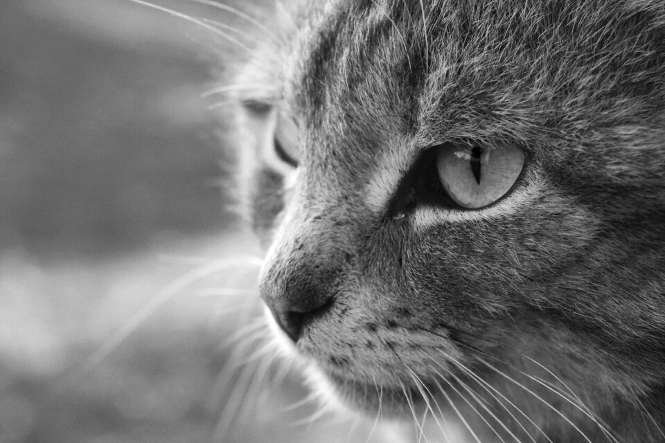 Pet cats cat's eyes