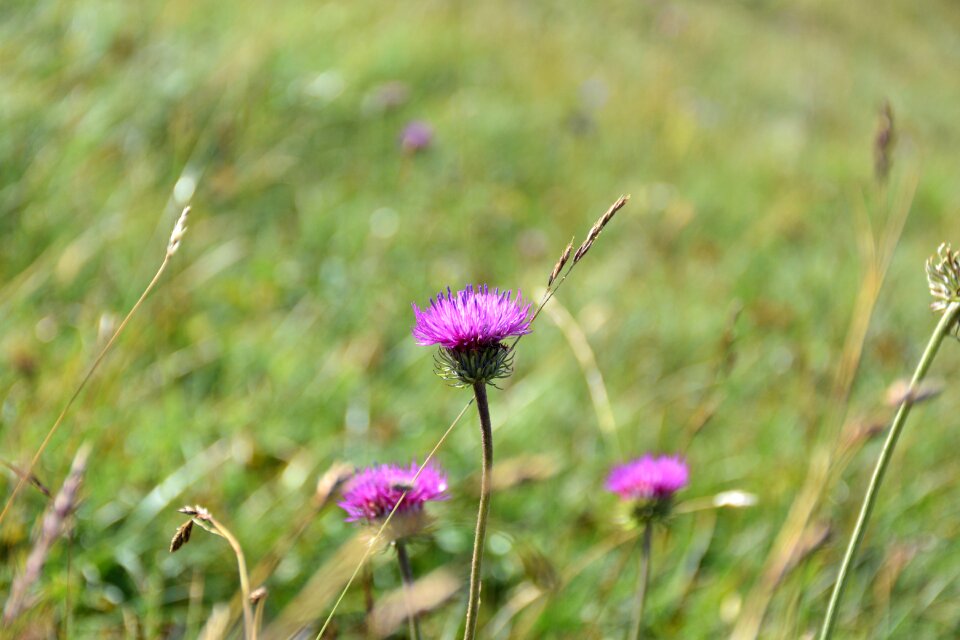 Wild flowers blossom bloom