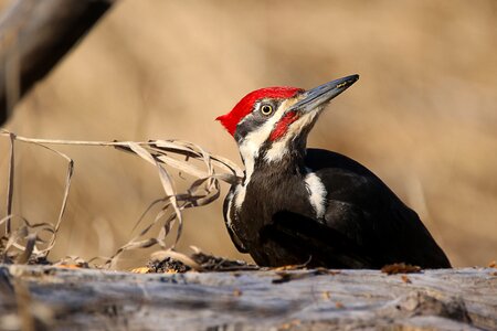 Bird wildlife nature