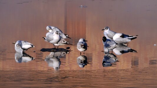 Birds nature white