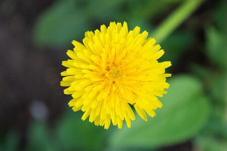 Flower a yellow flower nature