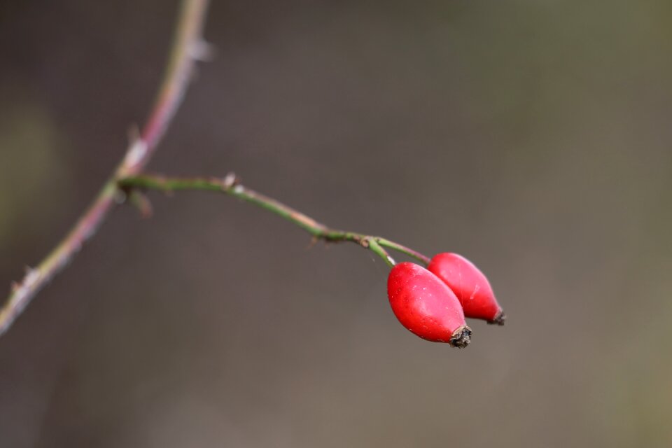 Plant bush autumn