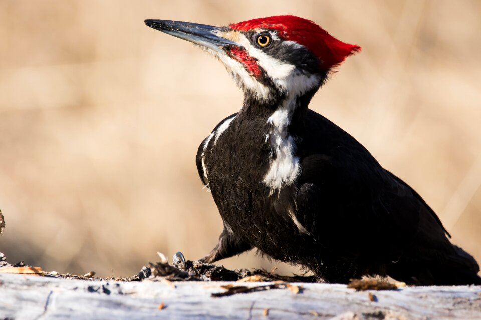 Bird wildlife nature