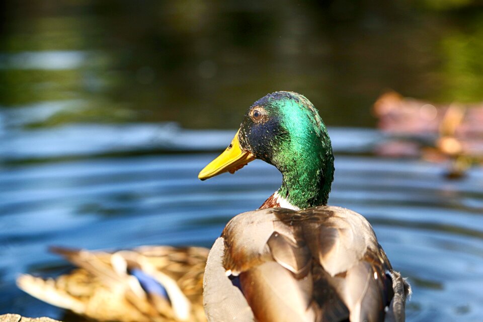 Bird water wild