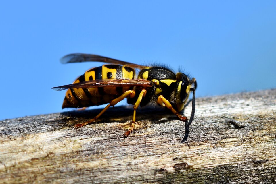 Sting animal macro
