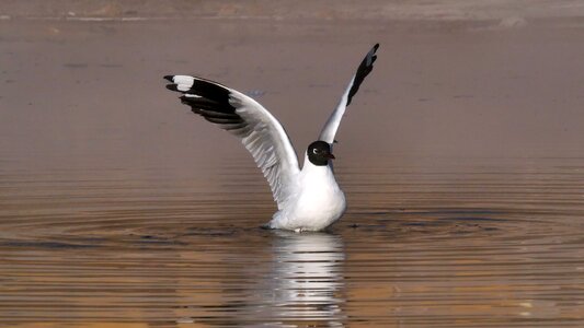 Animals wing flight