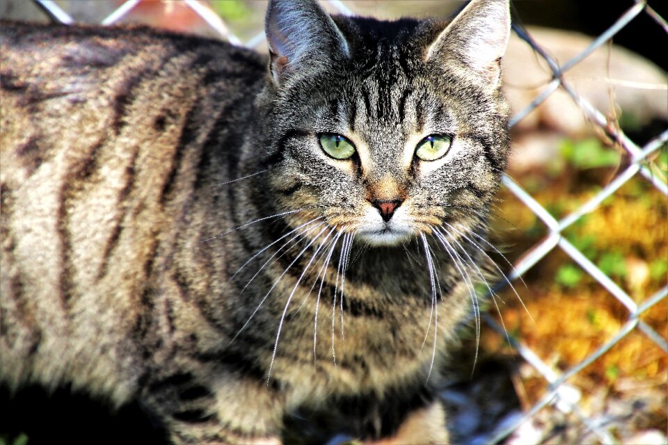 Nature portrait mammals