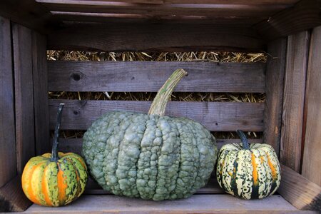 Vegetables agriculture food
