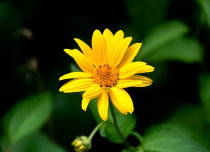 Petals pollen leaves photo