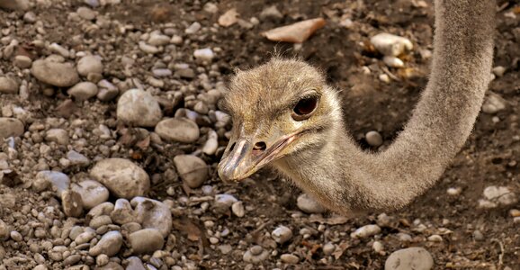 Poultry feather young animal