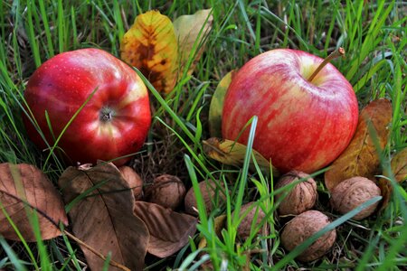 Food garden bio