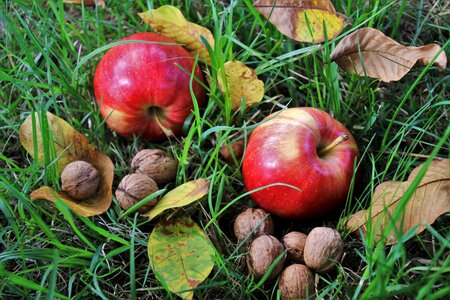 Fresh nutrition food