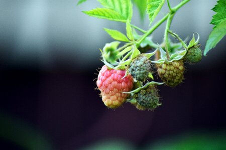 Red green healthy
