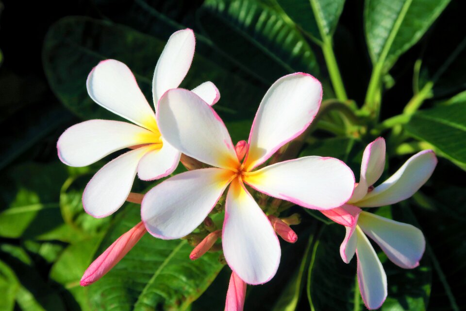 Tropical plant garden