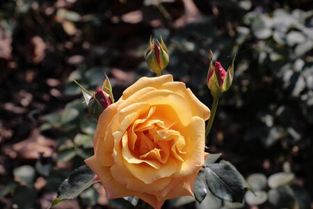 Bloom flower romantic photo