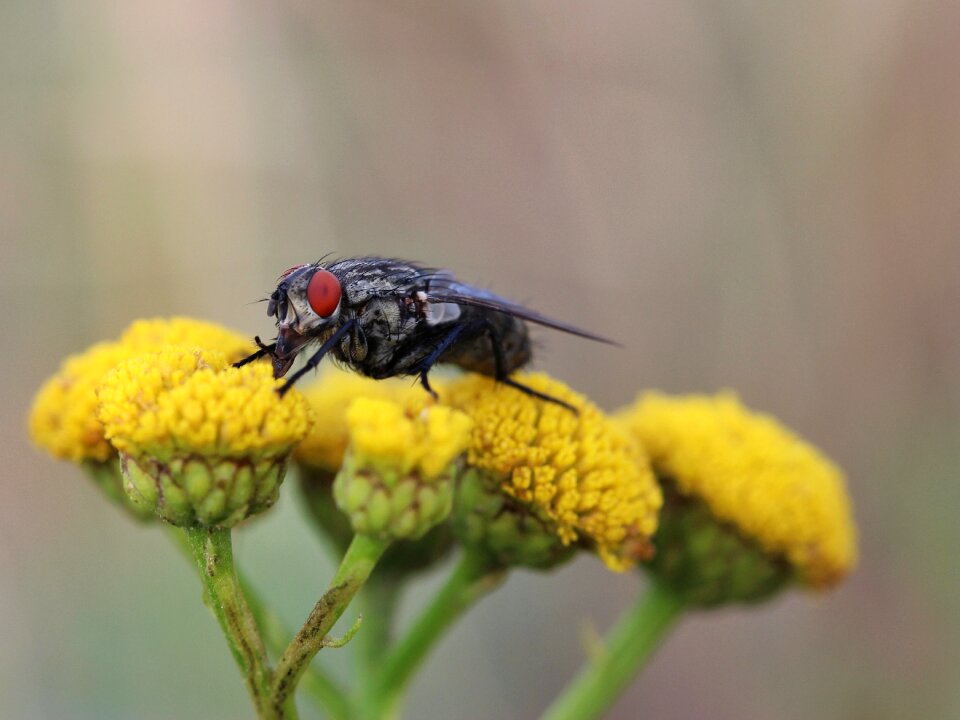 Eyes compound eyes flower