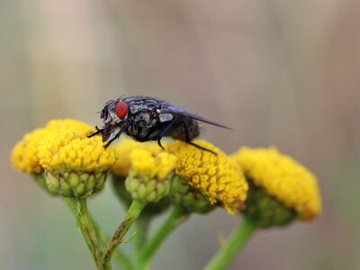 Eyes compound eyes flower