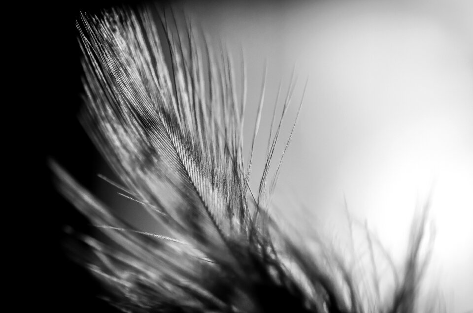 Peaceful still life nature