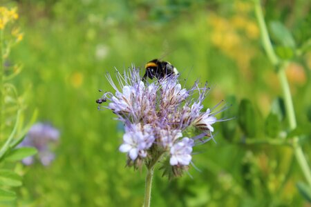 Garden hummel bee