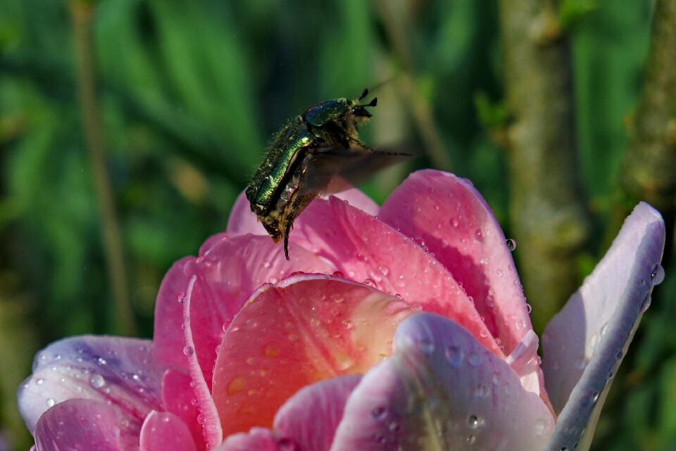 Beetle insect shiny rose gold beetle