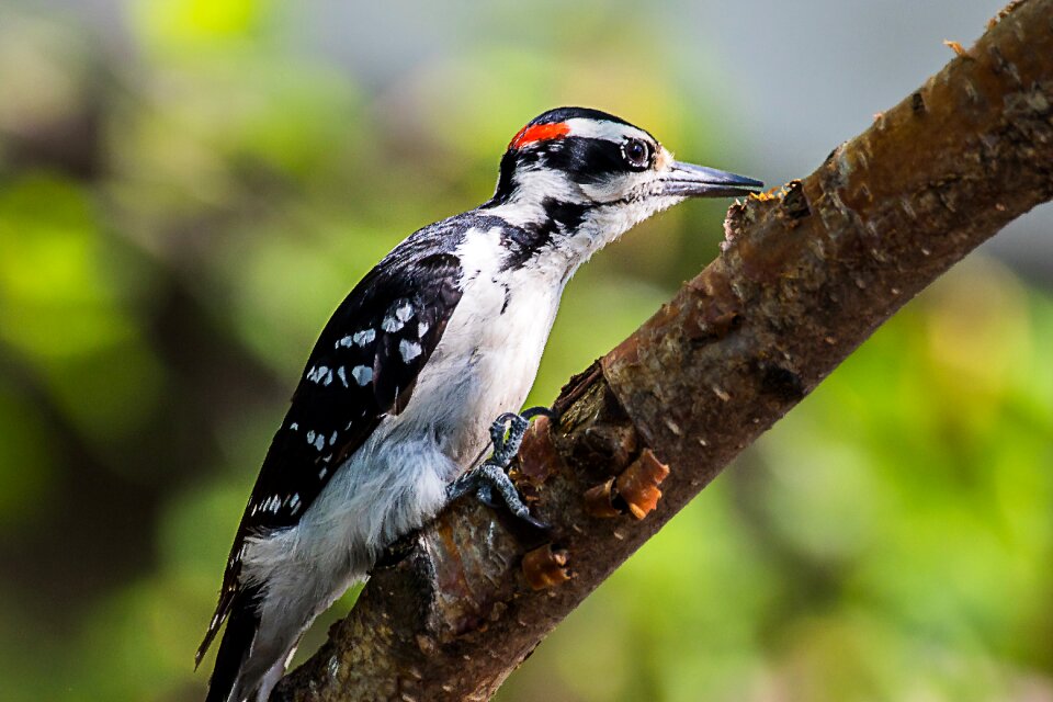 Nature bird wildlife