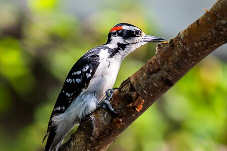 Nature bird wildlife