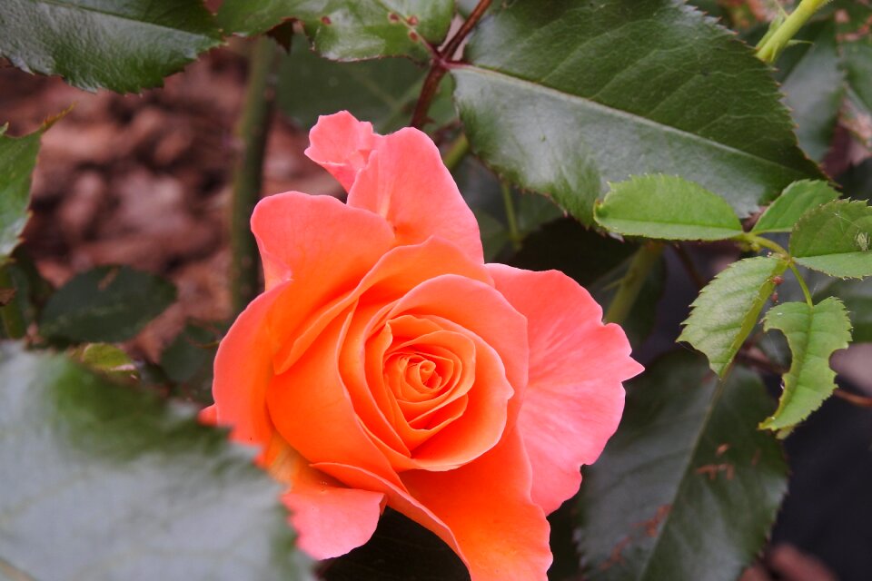 Rose garden blooming flower rose blooms