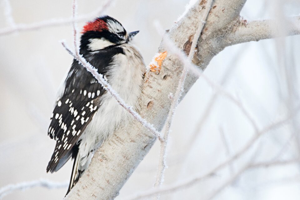 Nature bird wildlife
