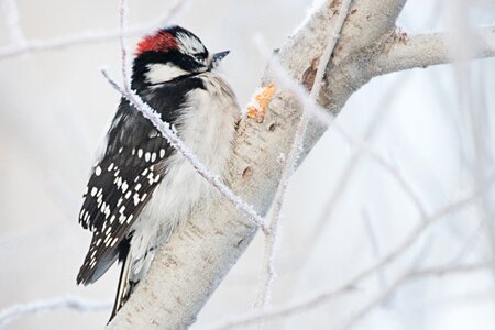Nature bird wildlife