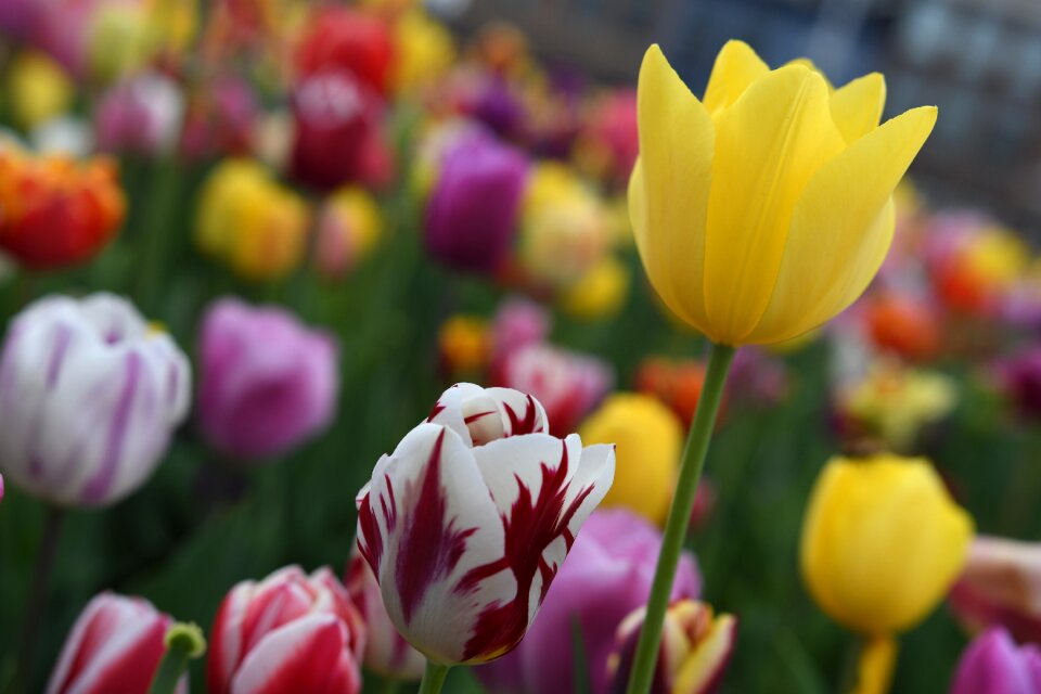 Flower petals plants