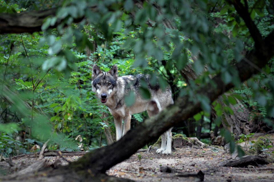 Nature animal world fur