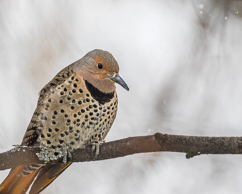 Bird wildlife northern flicker