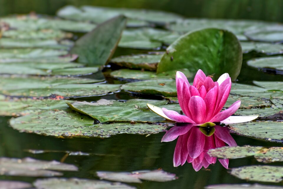 Summer water nature