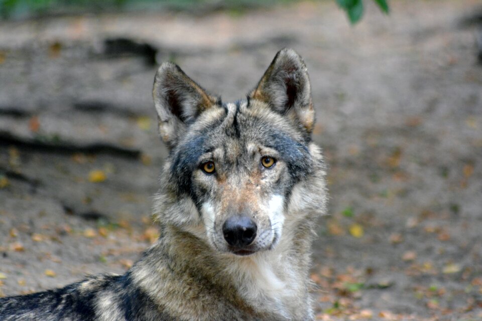 Nature animal world fur