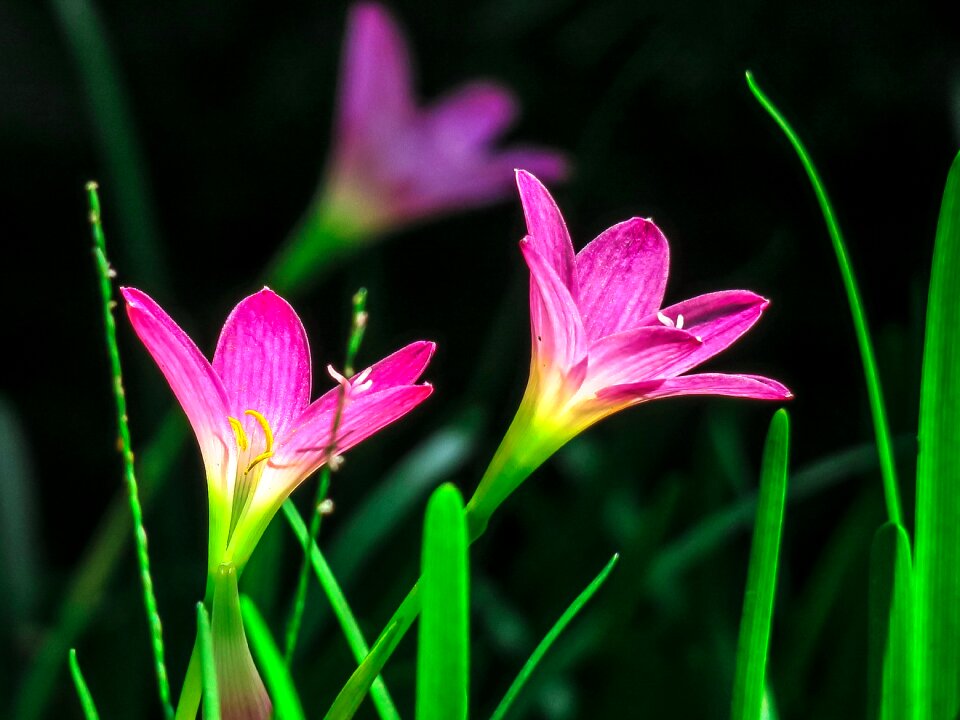 Color green bud