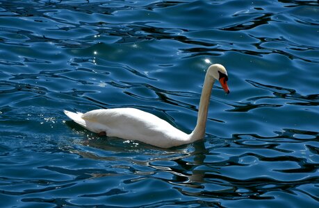 Swimming lake swan