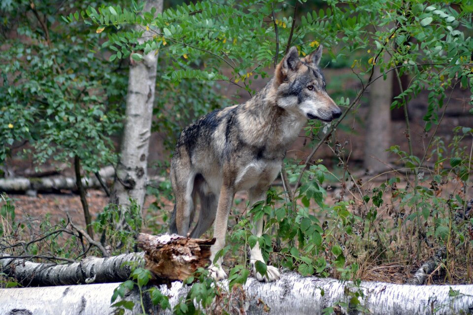 Nature animal world fur