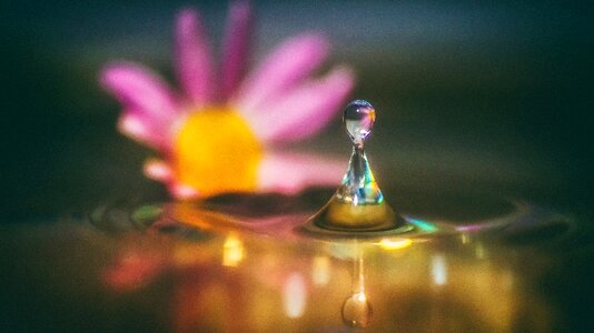 Flower still ripple