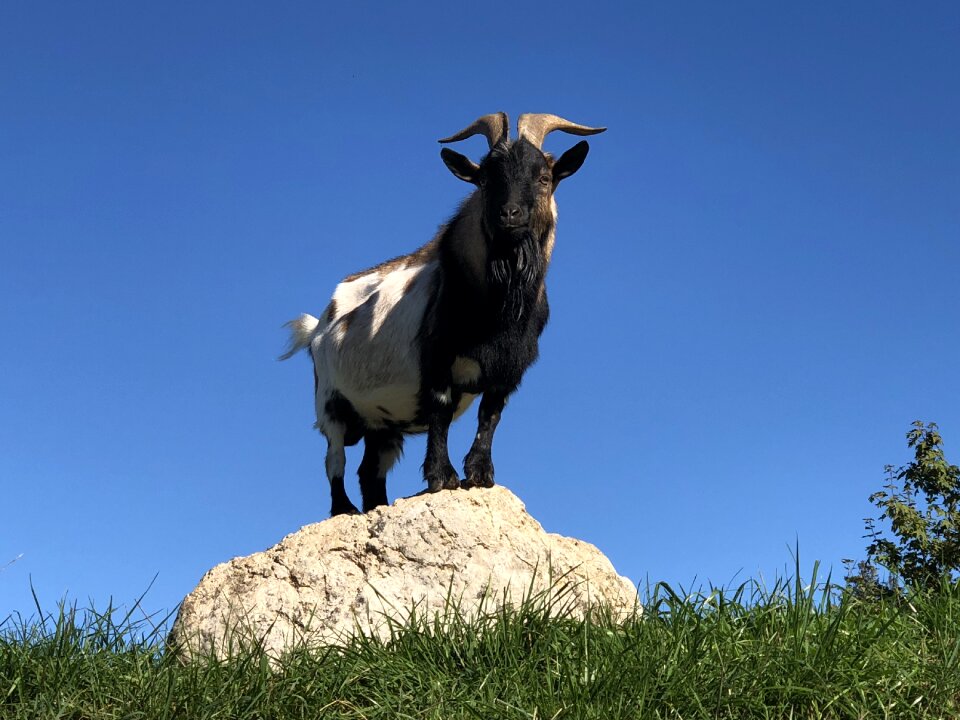 Horns bock livestock