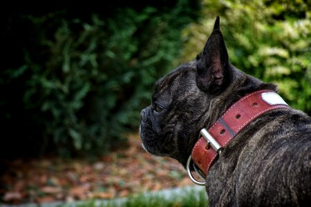 Pet breed frenchie
